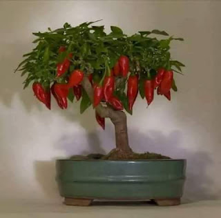 Cara pembuatan bonsai  dari tanaman cabe