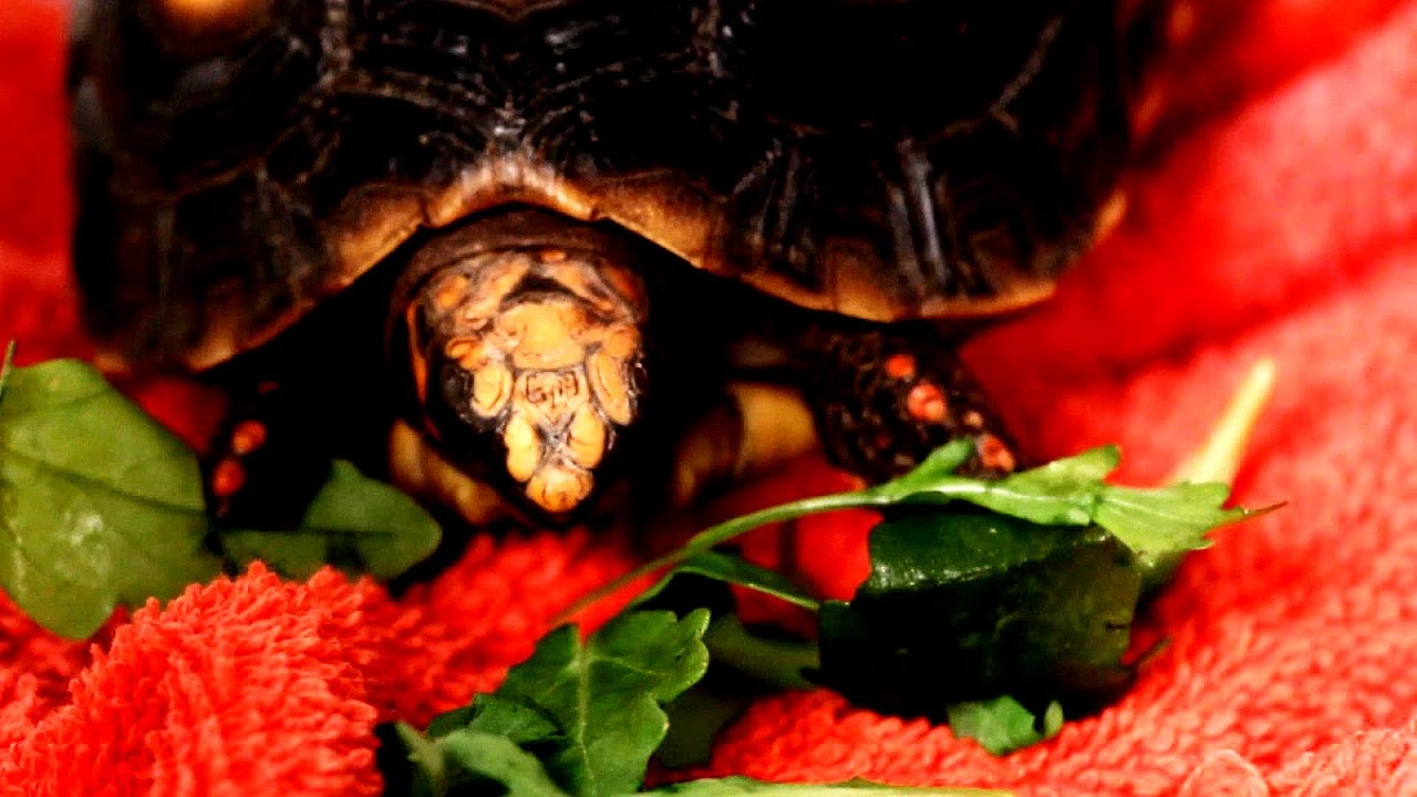 What Do Pet Turtles Eat Pet choices