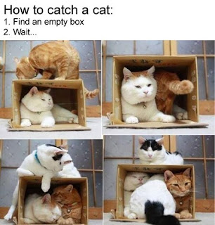 cats getting into a cardboard box funny