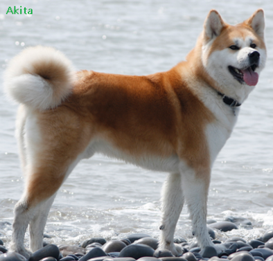 10 Jenis Dan Tipe Ras Anjing Penjaga Terbaik