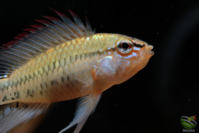 F1 Apistogramma viejita