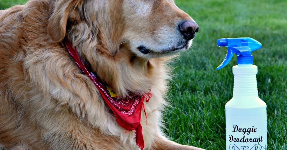 homemade dog spray for odor