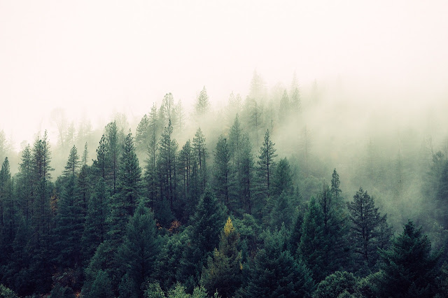 Fakta Menarik Seputar Hutan Amazon