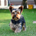 Yorkshire Terrier thumbnail