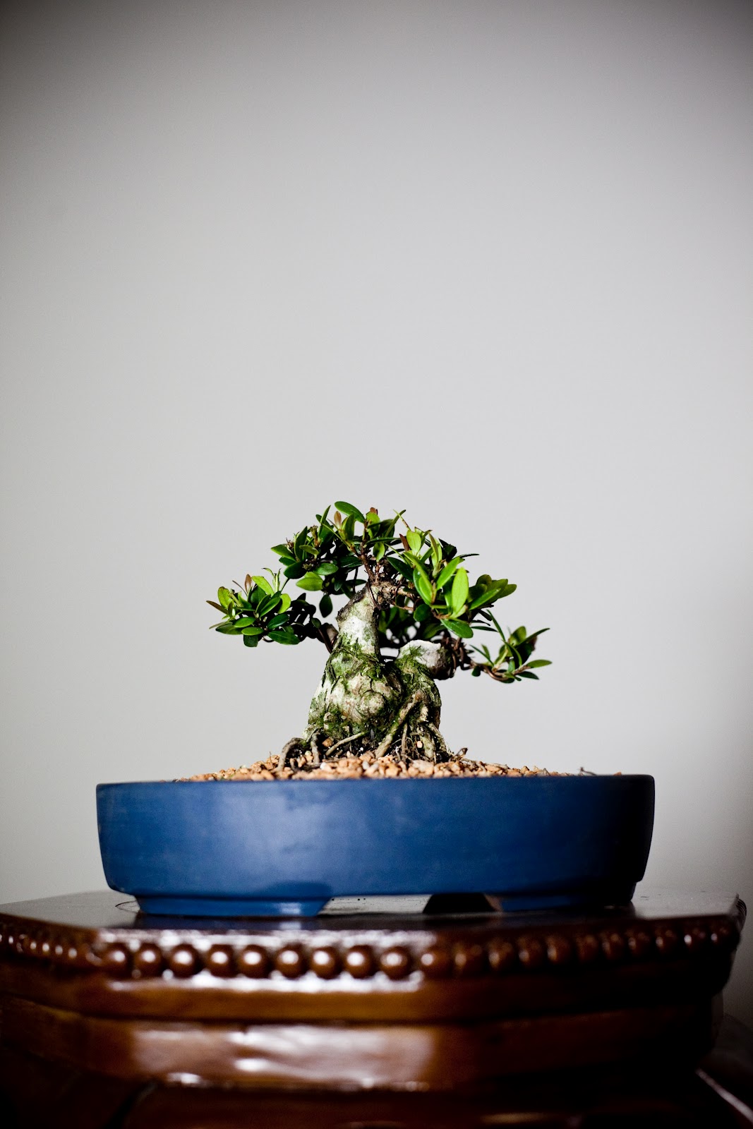 Bonsai Minas Cereja do Rio Grande "mamebonsai"