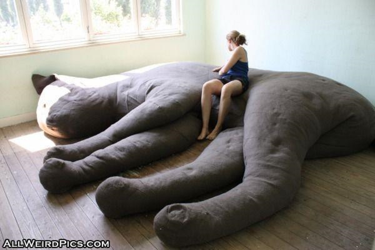 Or how about sleeping on a big cat?