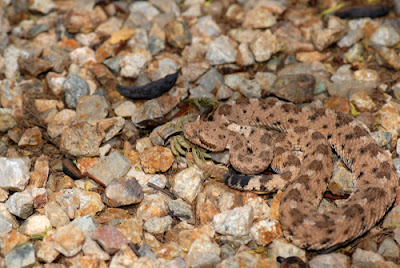 Well camouflaged Sonoran Sidewinder snake in Tucson Arizona