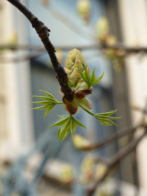 New Sweetgum leaves unfurling in Spring Brooklyn 