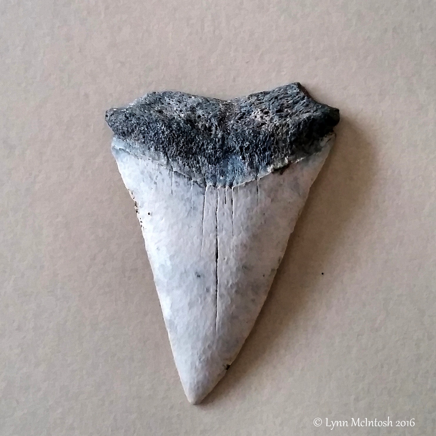 Southwest Florida Gardener Fossilized Sharks Tooth