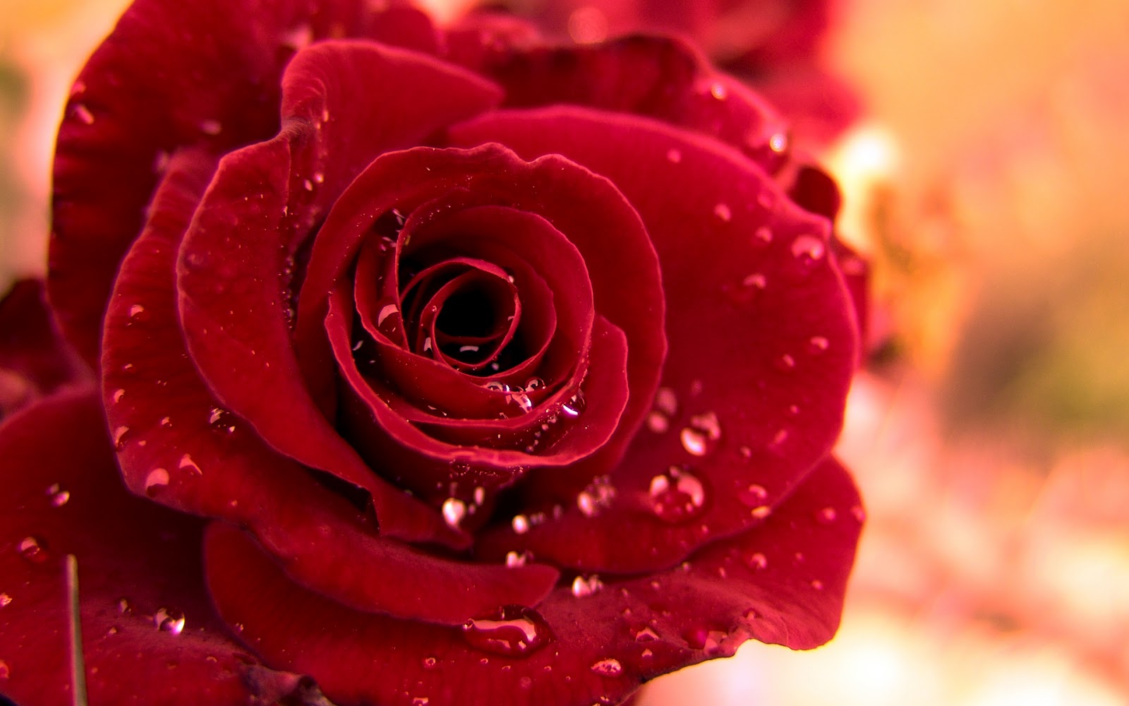 hd-red-rose-wallpaper-for-rose-day.jpg