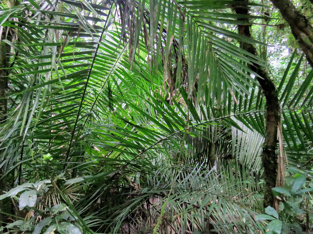 Foliage in Kibale National Forest in Uganda