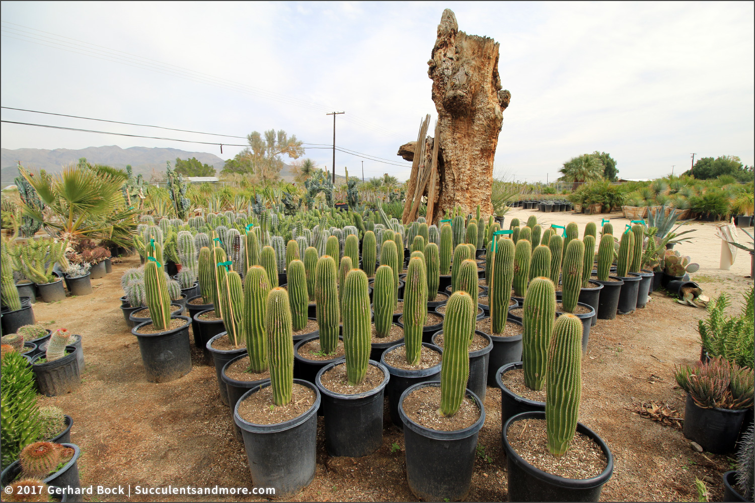 Sunland Cactus Nursery
