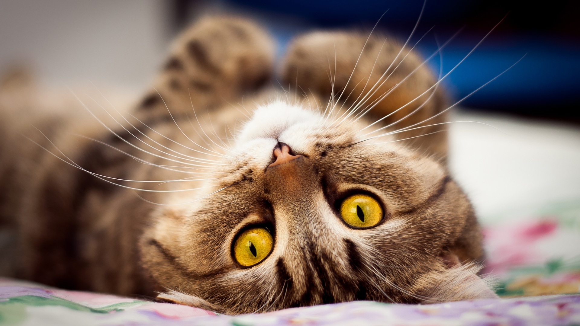 Yellow Eyes Cat Lying On Bed - High Definition Wallpapers - HD wallpapers