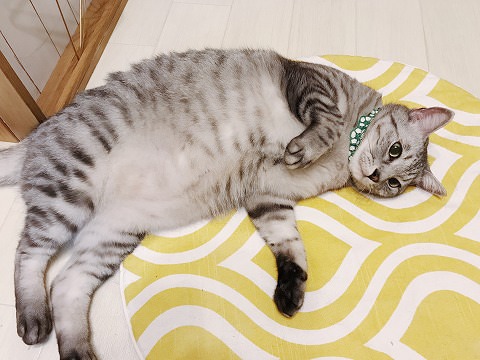 呆然と横たわるサバトラ猫
