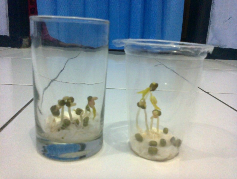 Cara Menanam Kacang Ijo Menggunakan Kapas Info Kece