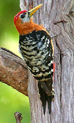 Rufous bellied Woodpecker