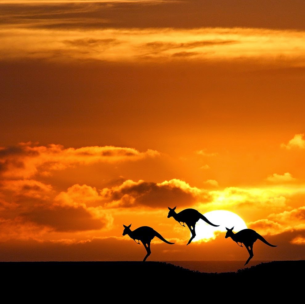 Australia Kangaroo | Australia the perfect land photography lovers Australia Kangaroo | Australia the perfect land photography lovers