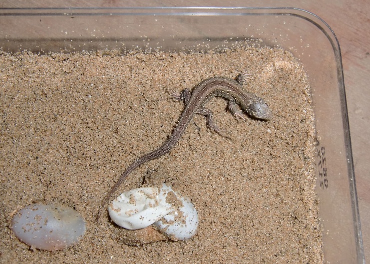 Fylde Amphibian & Reptile Group Some personal notes on rearing Sand