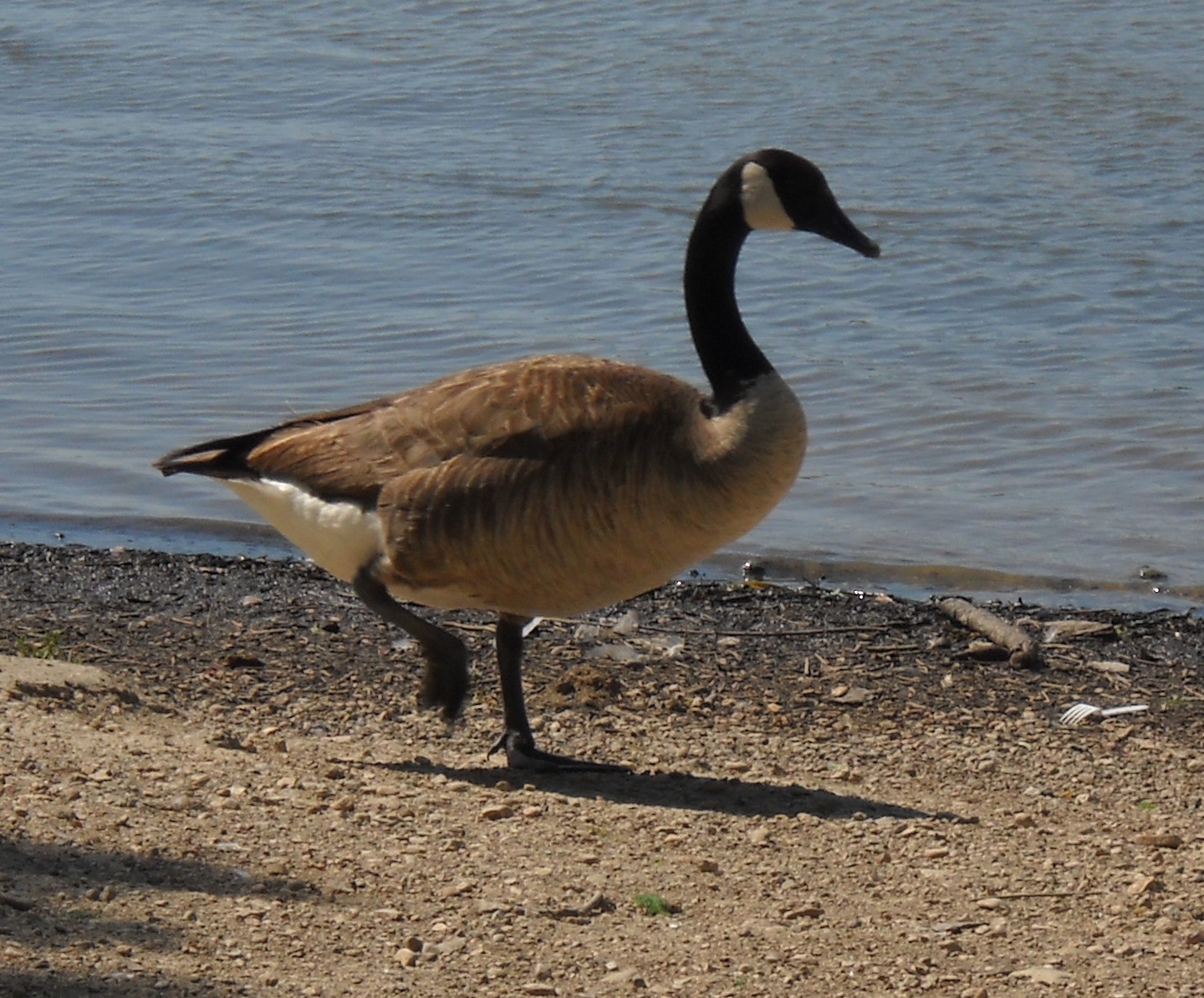 White Rock Lake, Dallas, Texas Migrating Canadian Geese Arrive at White Rock Lake