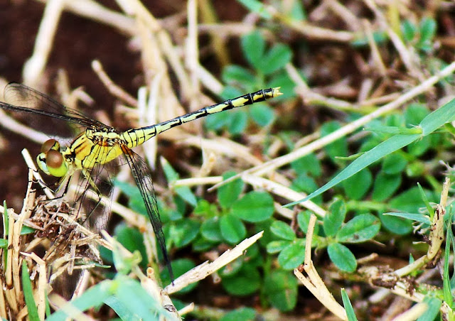 yellow and black striped dragonfly on the grass