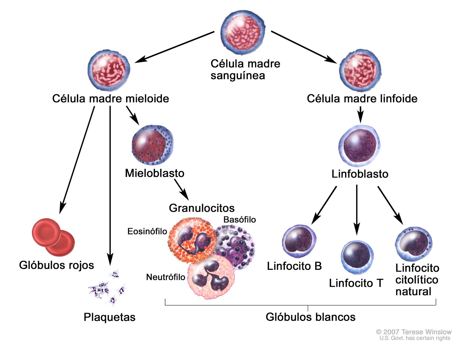 Cátedra de Patología Facimed : TUTORÍA LINFOMAS