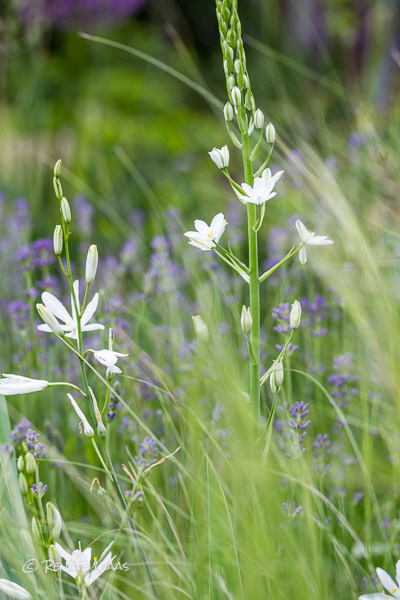 Gartenblog Geniesser Garten Pflegeleichter Naturnaher Garten