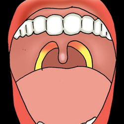 Menjelaskan Fungsi Organ Pencernaan Pada Manusia | Mikirbae