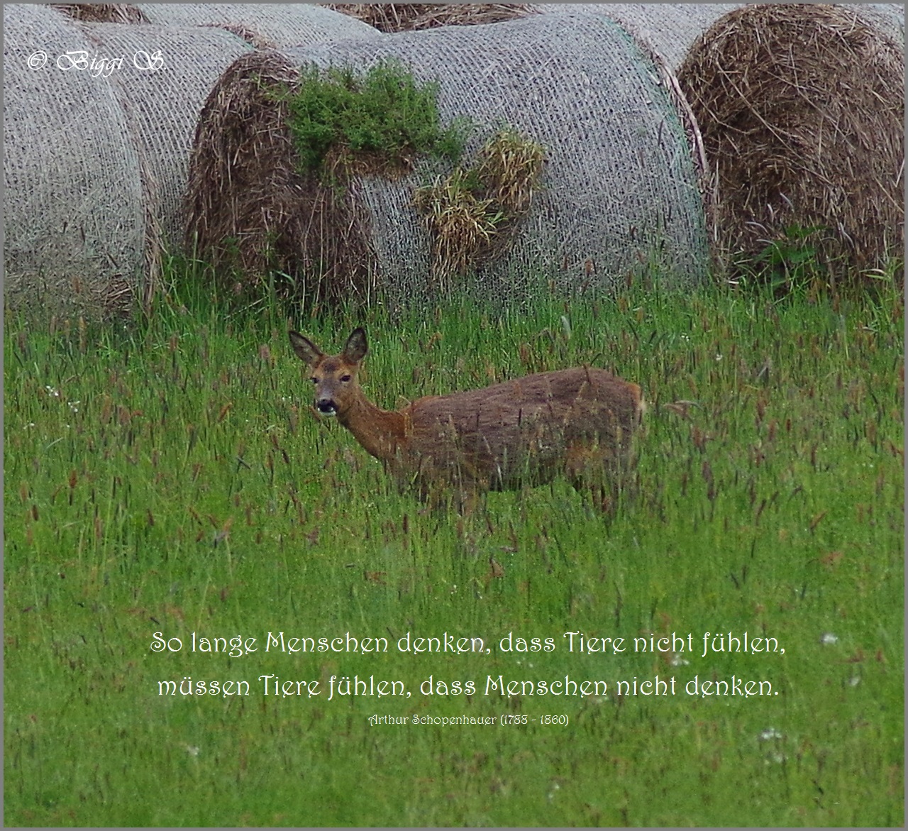 Zitate Respekt Vor Tieren