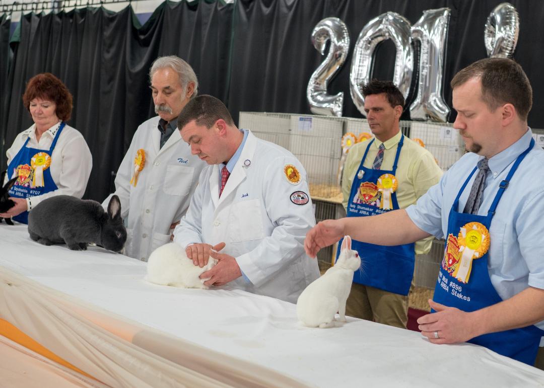 Northern California Angora Guild Bradford Premier Small Animal Show in UK