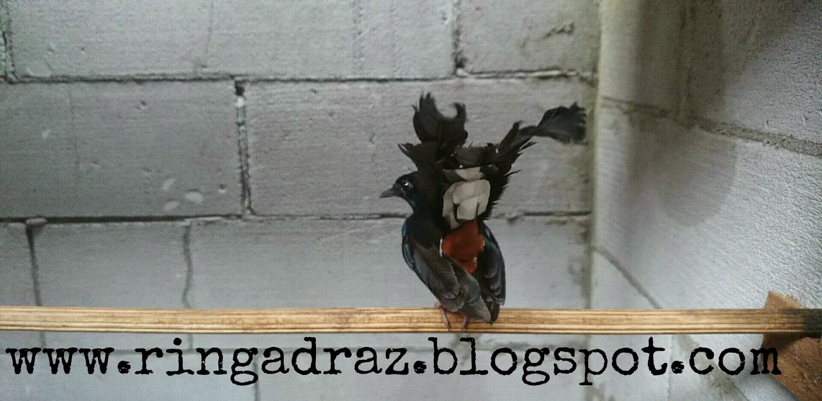 Studio Murai ADRAZ™ Mengatasi MB yang Macet Bunyi