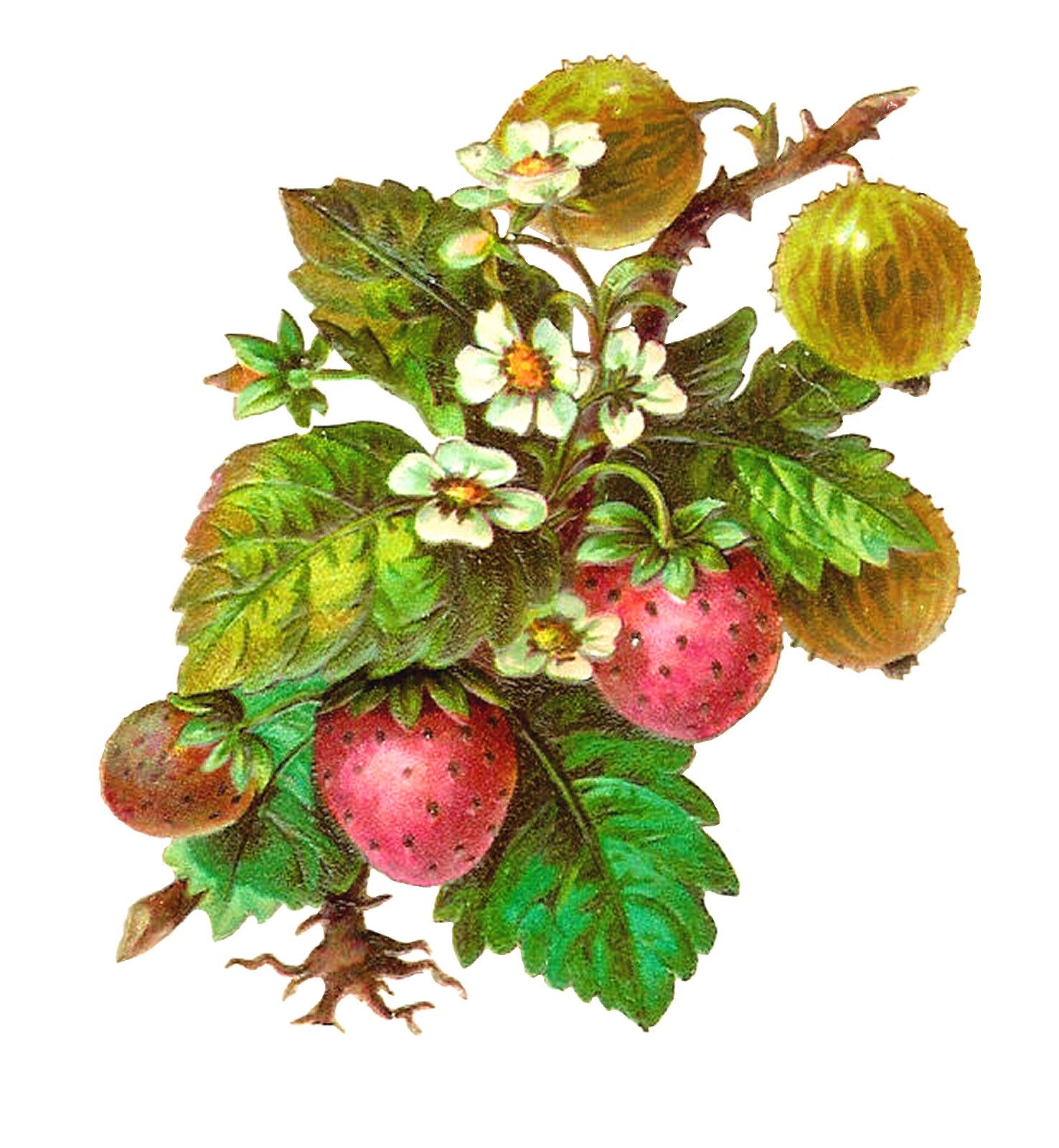 Antique Images: Free Fruit Clip Art: Strawberries and Gooseberries on Branches with Flowers