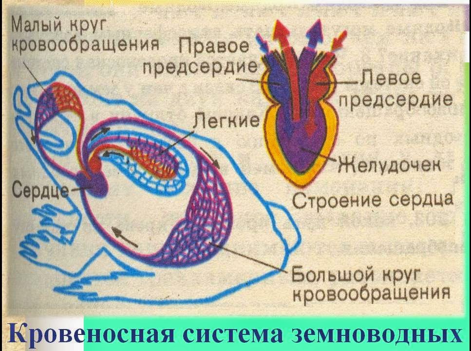 Сердце амфибий круги кровообращения