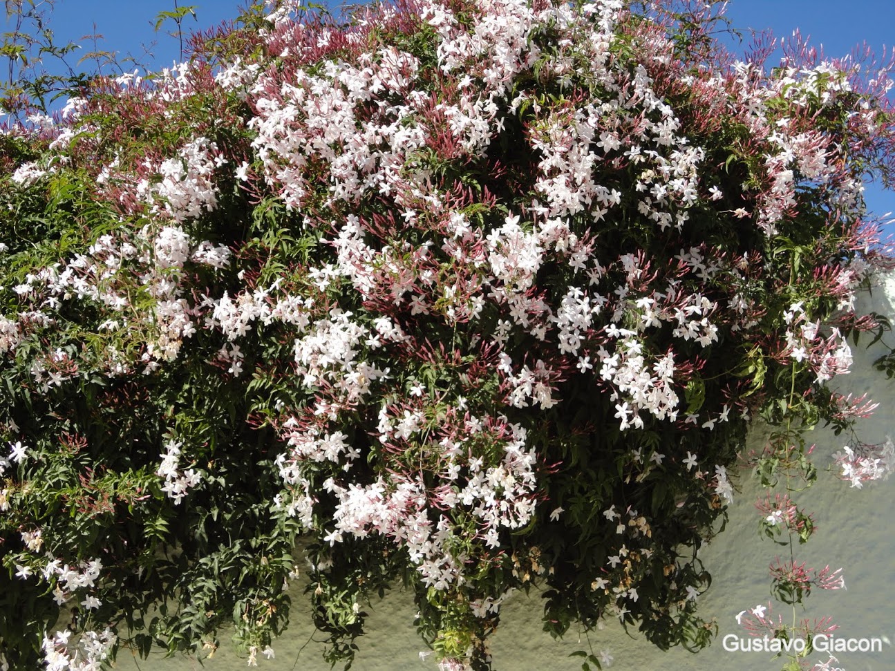 Viveiro Ciprest - Plantas Nativas e Exóticas: Jasmim dos Poetas ( Jasminum  polyanthum )