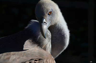 Gänsegeier, Griffon aasvoël, Shkaba Griffon, Griffon vulture Vogel, bird, oiseau, Uccello, Pássaro, птица, pájaro, kuş, chim, vták, pták, madár, птушка, zog, ptica, птица, lintu, πουλί, птица, fågel, kuş, madár, zog