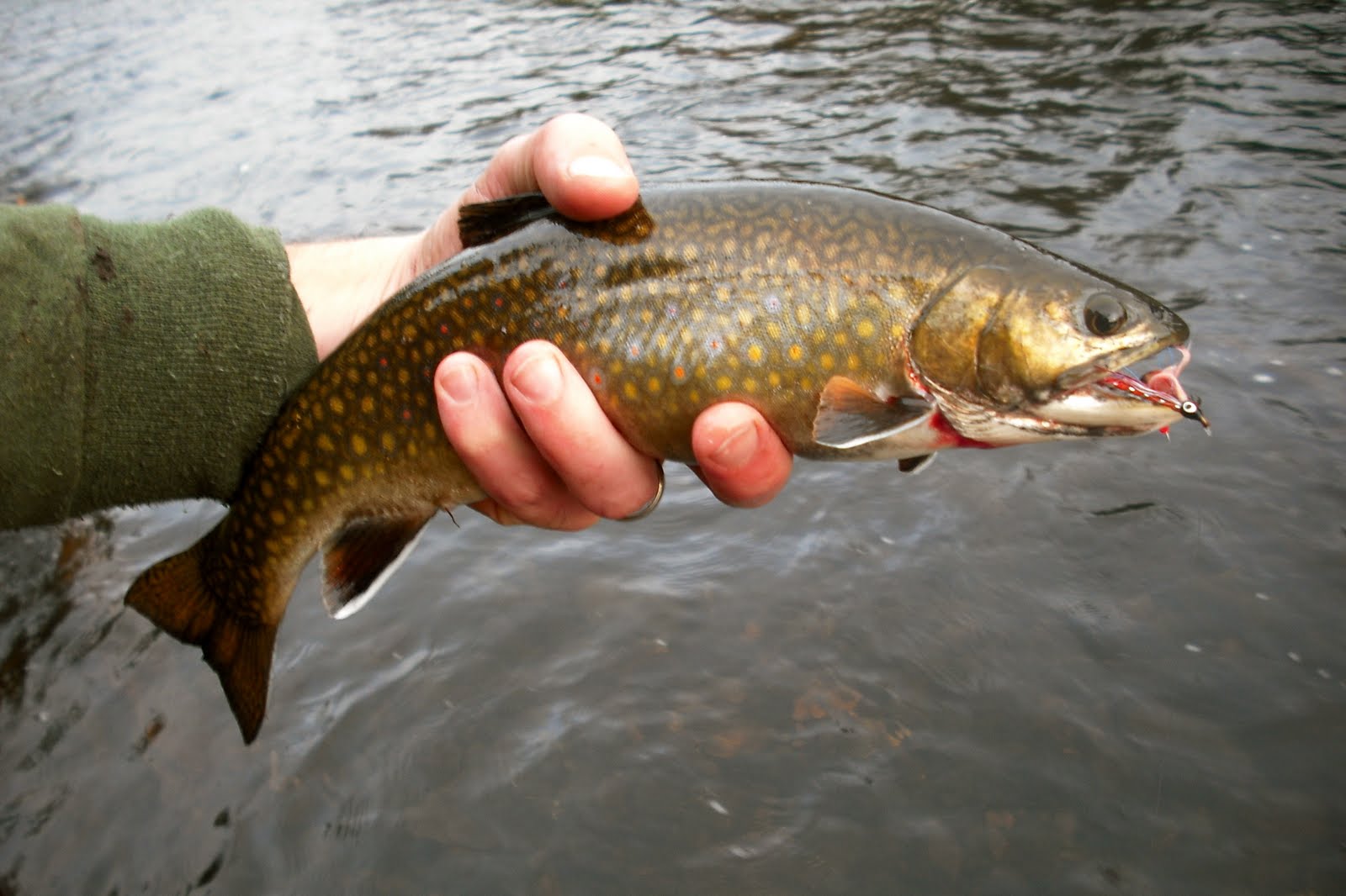 Currents Fishing Maine's Roach River