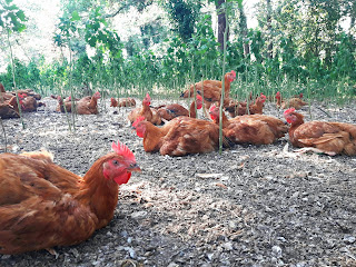 Pollos camperos del Montseny