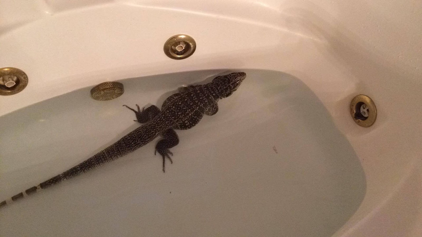 bearded-dragon-bathing.jpg bearded-dragon-bathing.jpg