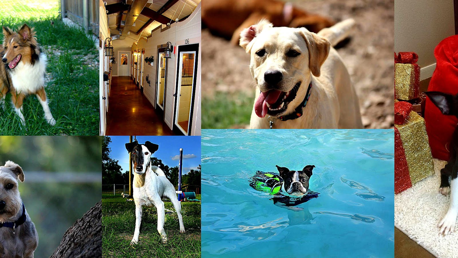 A Vip Pet Resort Trip to Resort