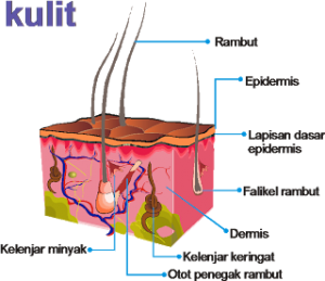 gambar kelenjar minyak
