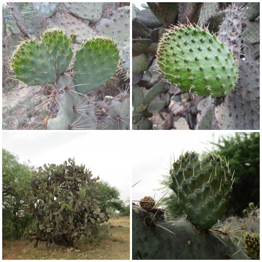 El nopal - blog 11