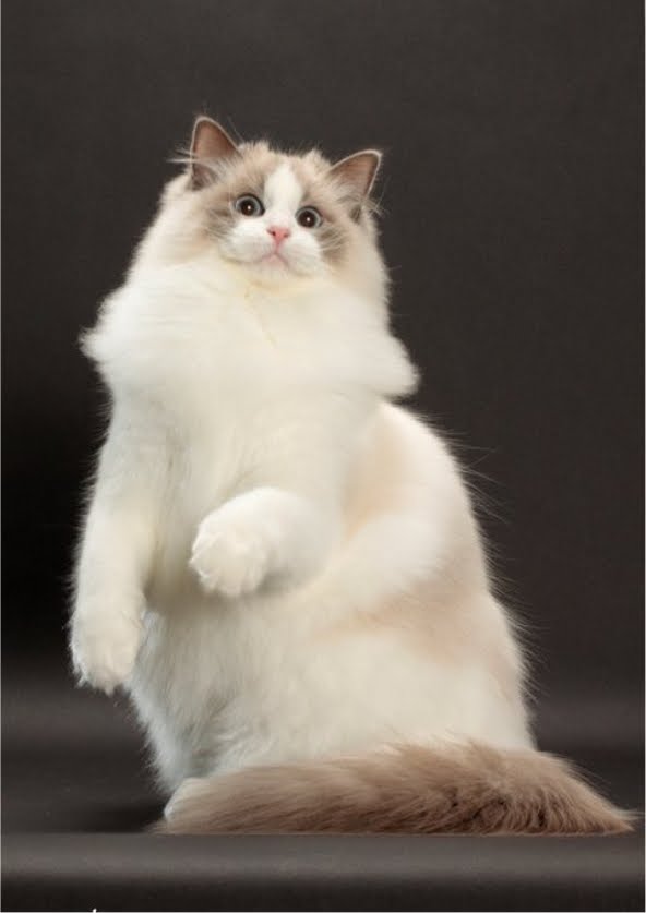 Ragdoll Cats Species | Fun Animals Wiki, Videos, Pictures, Stories