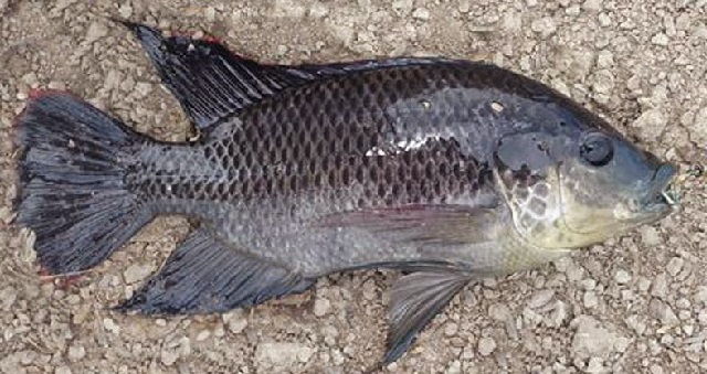 Gambar dan foto Ikan Mujair