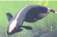Jenis Ikan Hias Air Tawar Aquarium  Black Ghost Indah