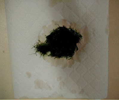 キッチンペーパーで軽くウィローモスの水分を吸い取ると後々作業がしやすい