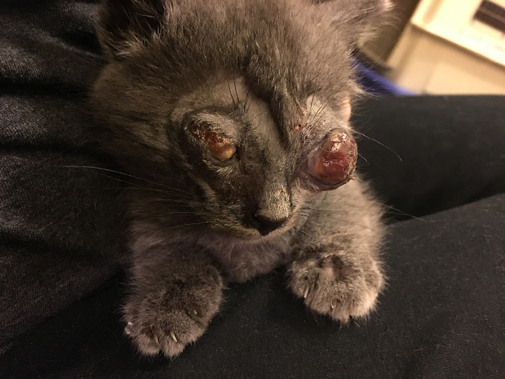 How To Tell If Cats Eye Sight Is Bad How To Tell If Cats Eye Sight Is Bad