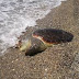 (ΗΠΕΙΡΟΣ)Πρέβεζα:Νεκρή χελώνα Καρέτα Καρέτα στην παραλία του Μονολιθίου.