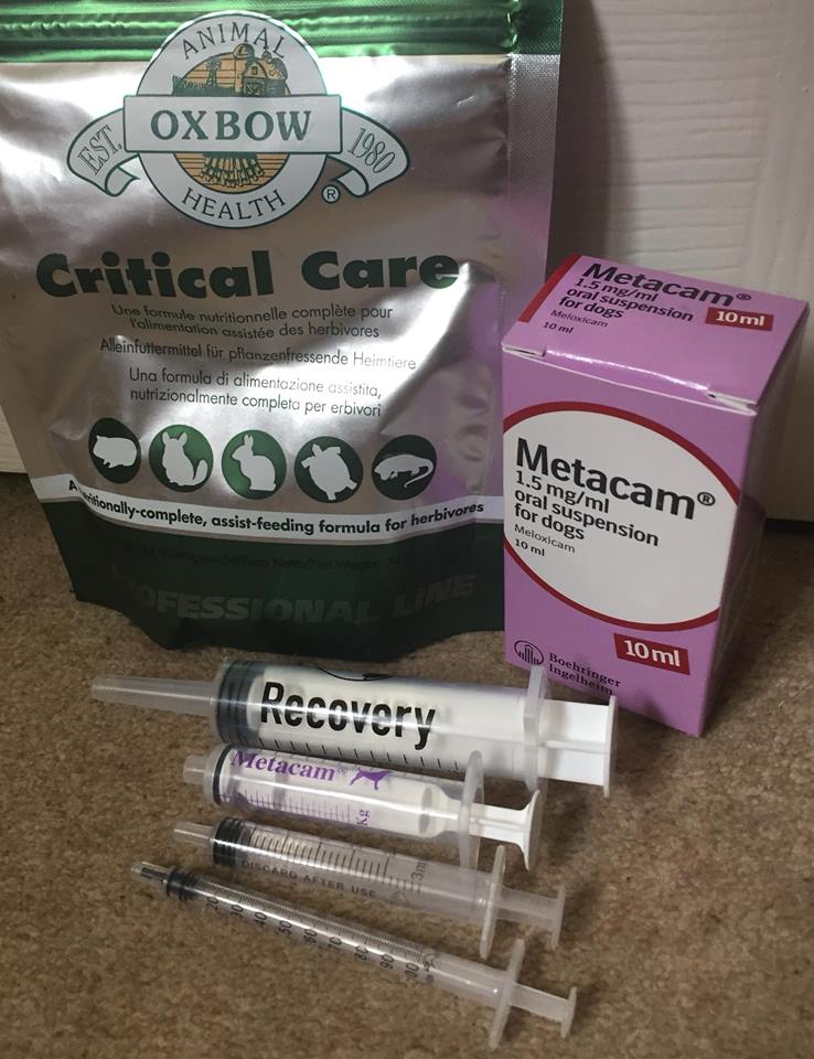 Rabbit 101 Gut Stasis