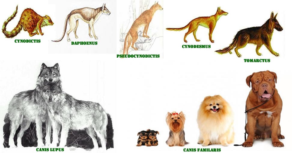 Откуда появилась порода. Предки собак. Эволюция собак. Предки современных собак. Породы собак возникновение.