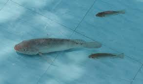tips mancing ikan nila