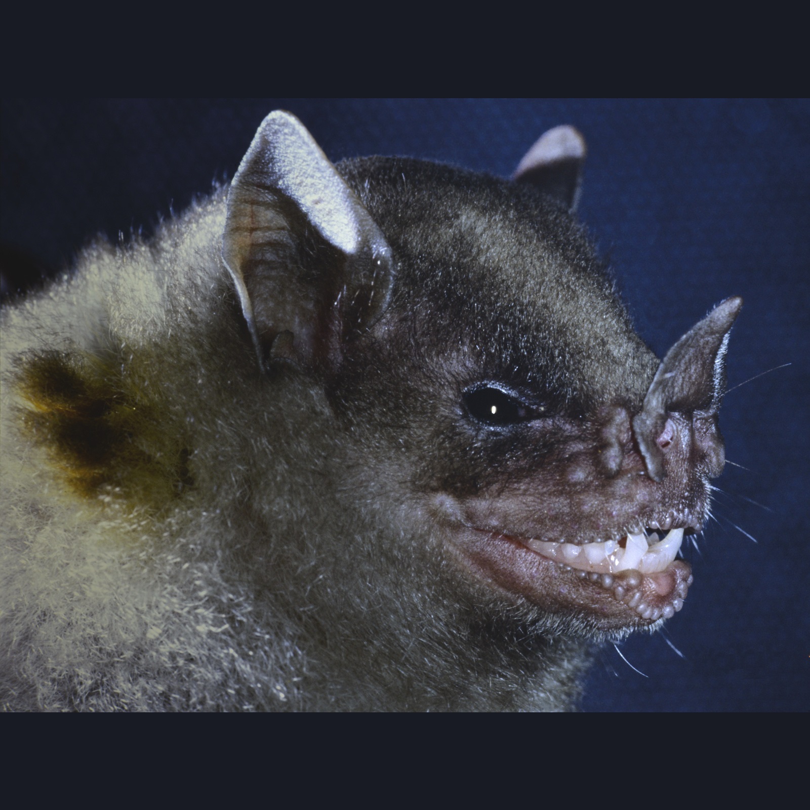 Species New to Science [Mammalogy • 2017] Sturnira adrianae • A New